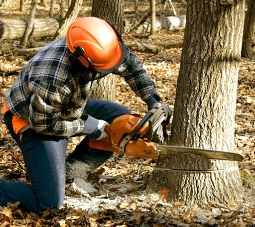 Tree Removal in Mount Tabor, NJ